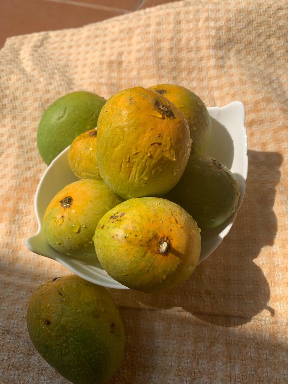 Standard Size (180gms - 240gms) Alphonso Mangoes
