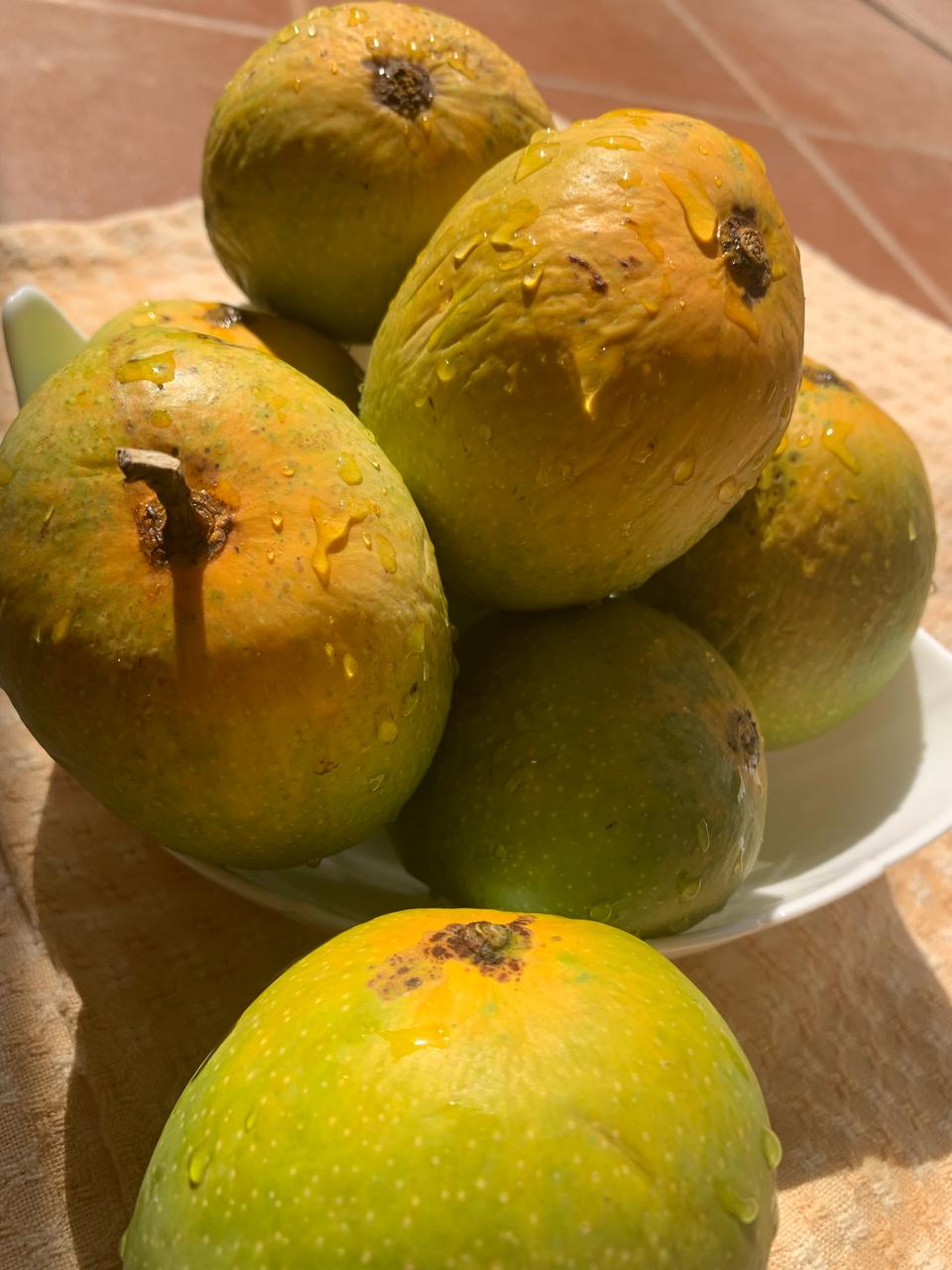 Jumbo Size (240gms - 280gms) Authentic Alphonso Mango